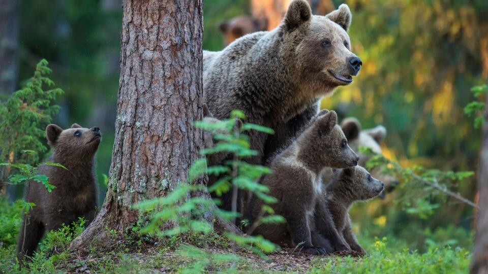 Vedeli Ste Zauj Mavost O Medve Och Ktor Mo No Nepozn Te