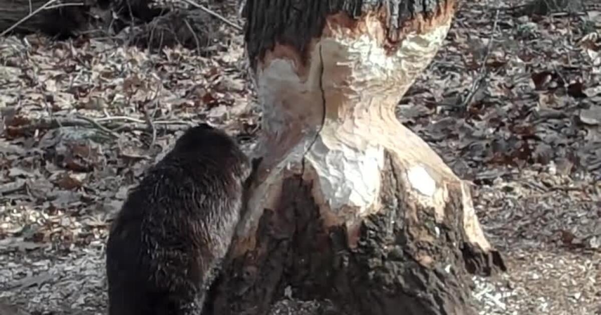 VIDEO ktoré vás zaručene zbaví STRESU Pozerajte a počúvajte