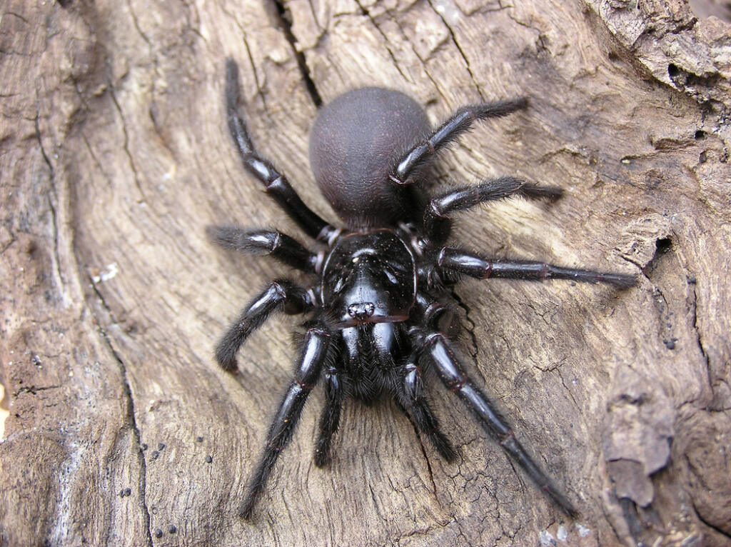 Sydney,Funnel,Web,Spider