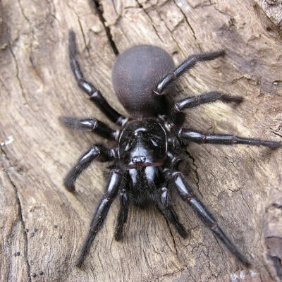5 najjedovatejších pavúkov, na ktorých si treba dať pozor