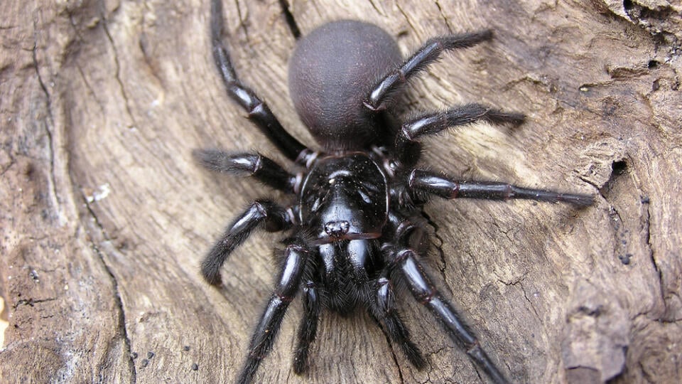 Sydney,Funnel,Web,Spider