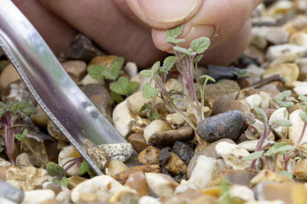 Lifting self seeded Nepeta 'Walkers Low' - Catmint