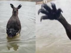 VIDEO Kengura mu chcela utopiť psa, pustil sa s ňou do boja