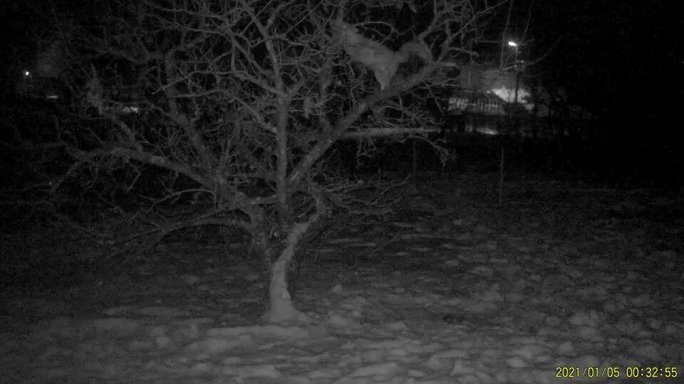 Líška hrdzavá (Vulpes vulpes) na strome .