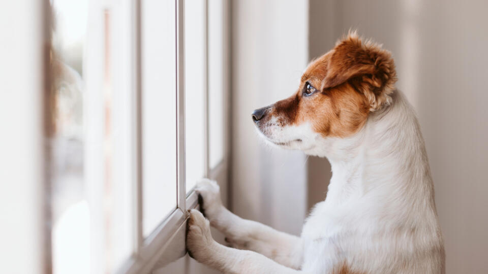 Cute,Small,Dog,Standing,On,Two,Legs,And,Looking,Away