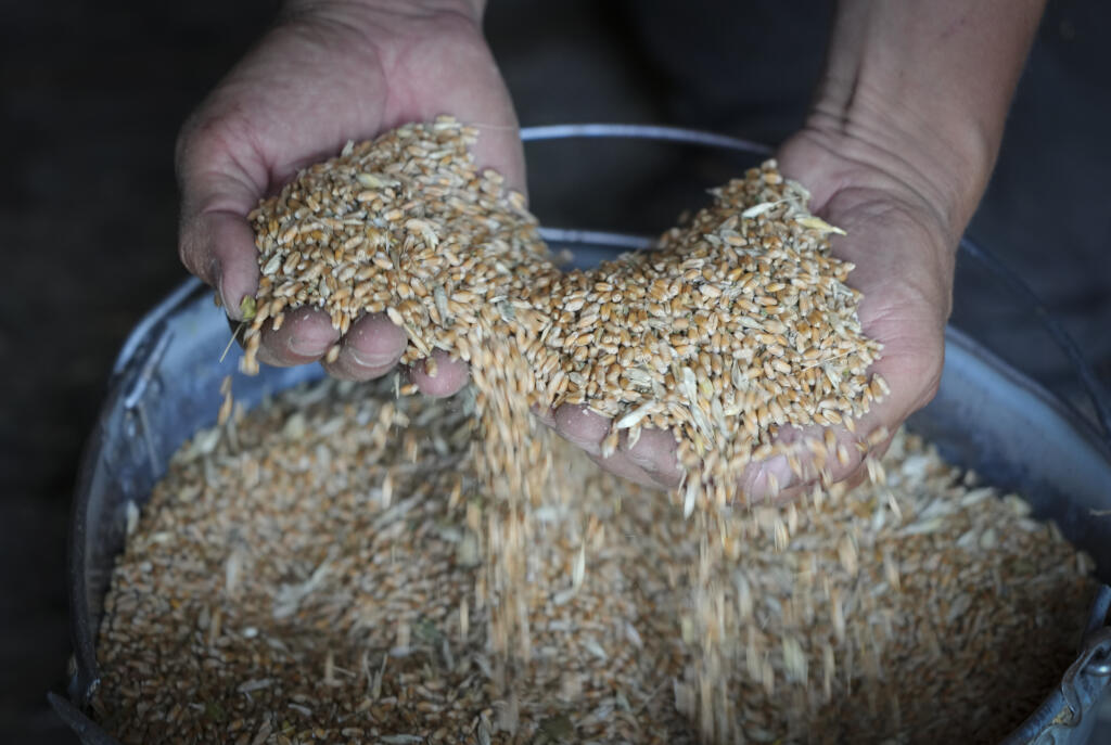 KK60 Ptyche - Farmár Serhij, miestny pestovateľ obilia, ukazuje svoje obilie v obci Ptyche vo východnej časti Doneckej oblasti na Ukrajine v nedeľu 12. júna 2022. Serhij tvrdí, že nemôže predávať svoje obilie, pretože nikto nechce prísť do oblasti, ktorá bola pod ruským ostreľovaním. Ukrajina je jedným z najväčších svetových vývozcov pšenice a kukurice, ale ruská invázia a blokáda jej prístavov zastavili veľkú časť tohto toku. FOTO TASR/AP
Farmer Serhiy shows his grains in his barn in the villag