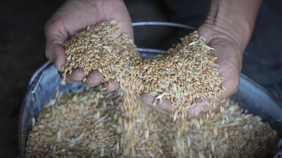 KK60 Ptyche - Farmár Serhij, miestny pestovateľ obilia, ukazuje svoje obilie v obci Ptyche vo východnej časti Doneckej oblasti na Ukrajine v nedeľu 12. júna 2022. Serhij tvrdí, že nemôže predávať svoje obilie, pretože nikto nechce prísť do oblasti, ktorá bola pod ruským ostreľovaním. Ukrajina je jedným z najväčších svetových vývozcov pšenice a kukurice, ale ruská invázia a blokáda jej prístavov zastavili veľkú časť tohto toku. FOTO TASR/AP
Farmer Serhiy shows his grains in his barn in the villag