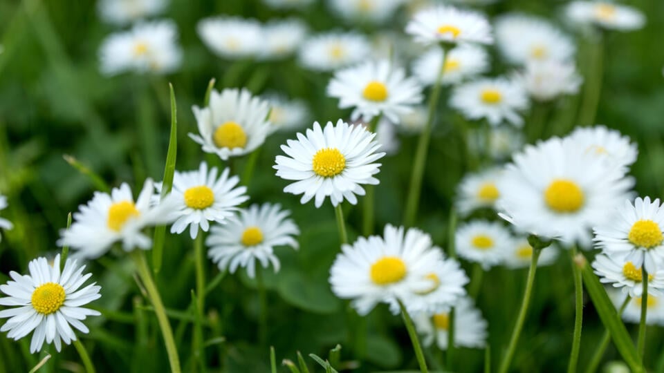 Field,Of,Daisy,Flowers,(bellis,Perennis),In,The,Garden