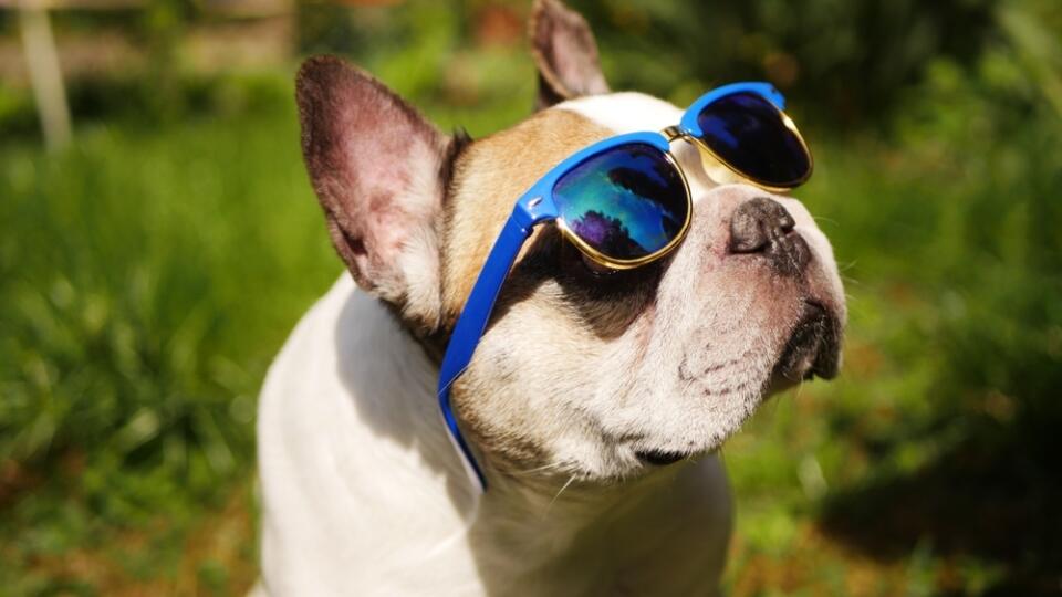 French,Bulldog,In,Sunglasses,Outdoor.,Summer,Vacation.,Stylish,Pet,Outfit