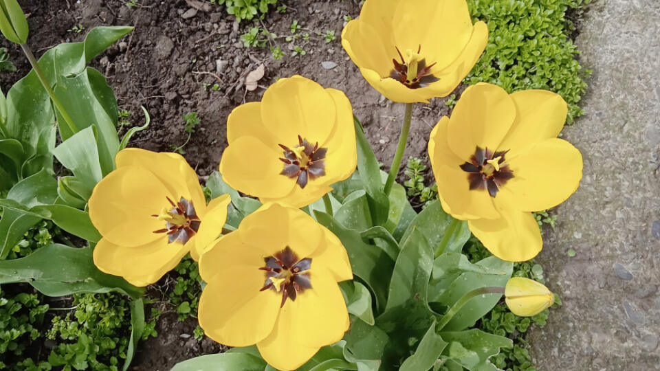 Krásne žlté tulipány našej čitateľky, pani M. Štefankovej z Trebišova.