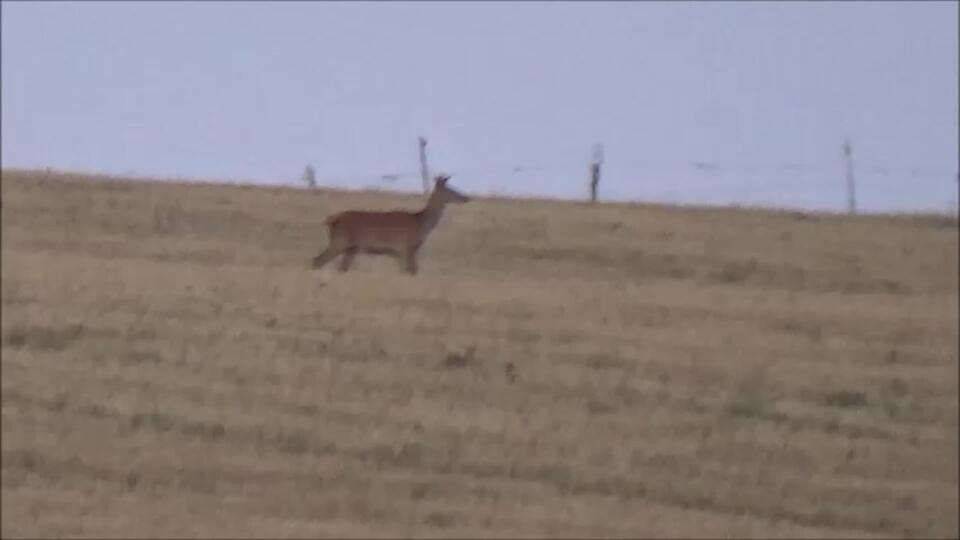 VIDEO Pozrite sa, ako na súmraku majestátne prichádza kráľ