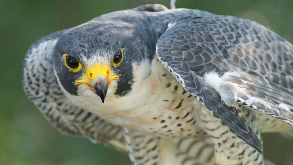 Peregrine,Falcon,Close,Up,Facing,Forward