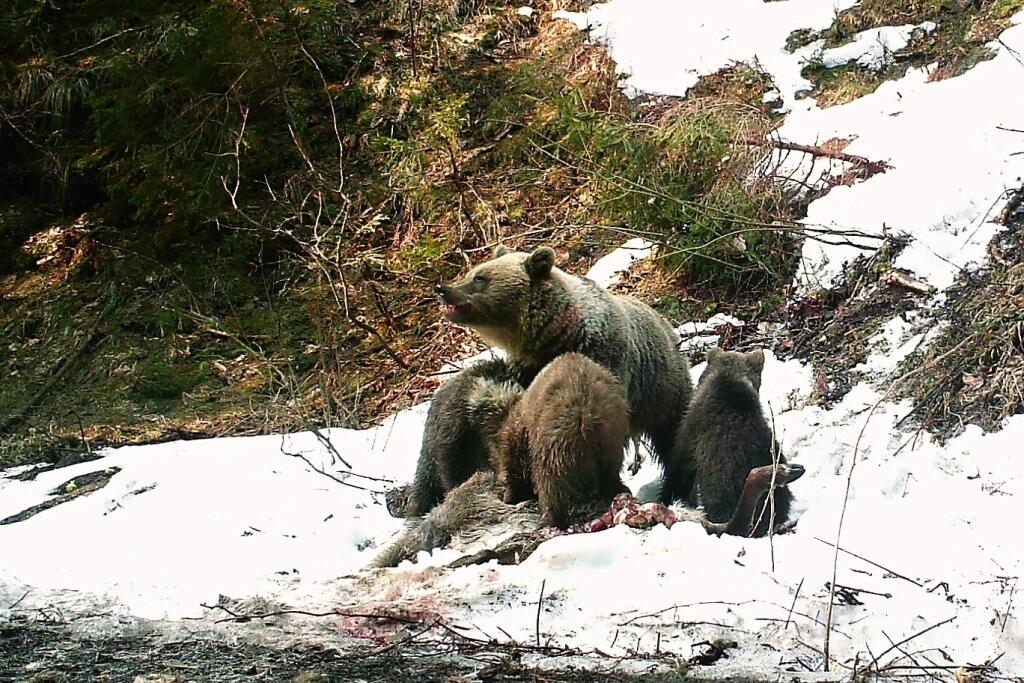 Za častejším stretom medveďa s človekom podľa ochranárov stojí úbytok lesov.