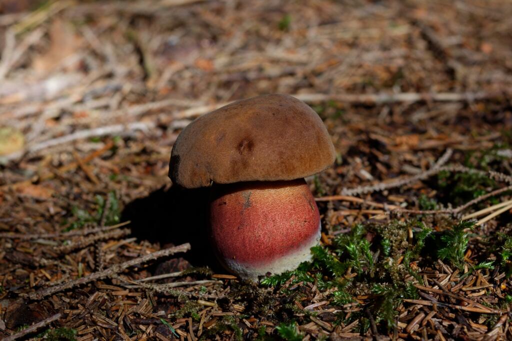 Hríb siný (Boletus luridu) je jedlá huba
