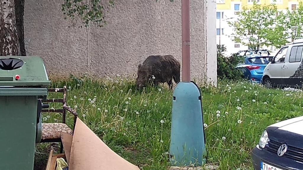 Diviaky sa prechádzajú po sídlisku a rozhadzujú kontajnery.
