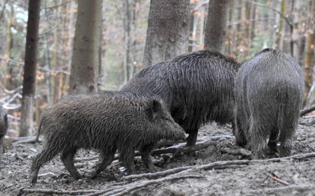 Diviaky strácajú svoju plachos. Potvrdi to môžu obyvatelia mnohých dedín a miest na Slovensku, kde poh¾ad na diviaka, snoriaceho po potrave, nie je nièím nezvyèajným. Na snímke minuloroèné diviaky sa držia tých starších a spolu chodia po lesoch Malej Fatry. FOTO TASR - Pavol Ïurèo
