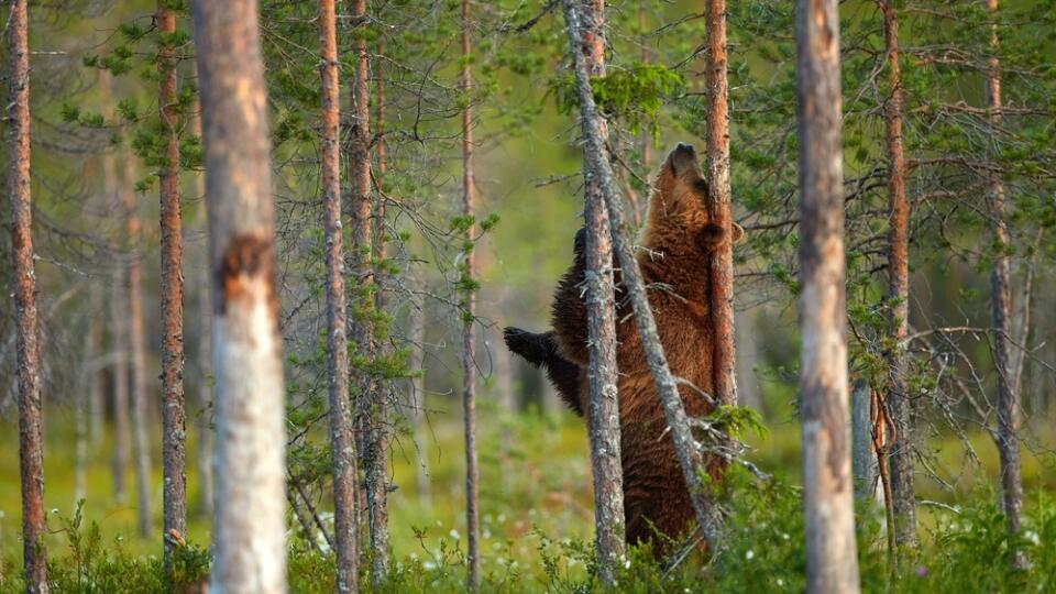 Bear,Scratching,On,Tree,Trunk.,Summer,Wildlife,,Brown,Bear.,Dangerous