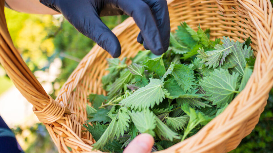 Woman,Picking,Nettle,For,Healthy,Detoxify,Soup,Or,Tea,At