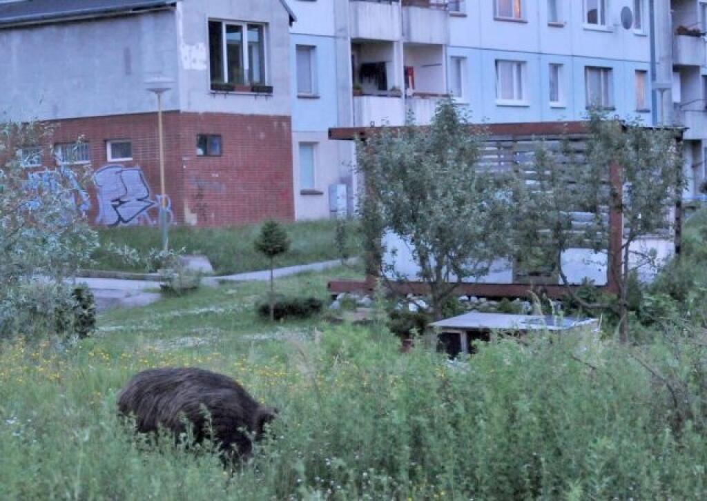 Na sídlisku Hájik v Žiline len pár metrov od bytoviek sa vo¾ne pohybujú divé svine a neraz aj so svojimi mladými. Už sa aj stalo, že v noci pobehovali diviaky medzi domami a musela zasiahnu polícia. Pozeranie na ne sa stalo miestnou atrakciou, no z detí a psíèkarov si málokto uvedomuje nebezpeèenstvo, aké hrozí v prípade, že dôjde ku kontaktu z diviaèicou. Opatrenia, ktoré boli urobené mali pachmi odplaši diviakov, no zdá sa, že sa to minulo úèinku a preto mesto tu chce postavi plot. Na snímk