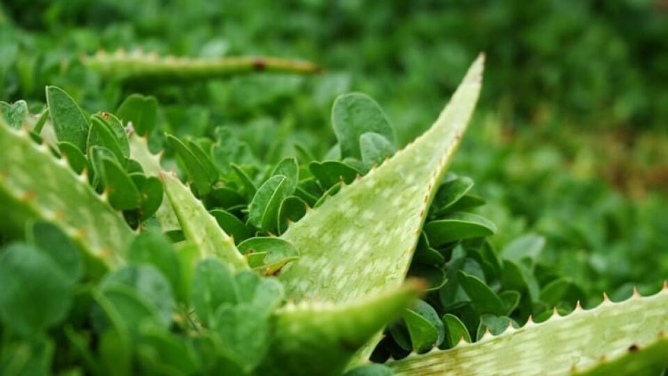 Aloe vera obsahuje vyše 200 účinných látok.
