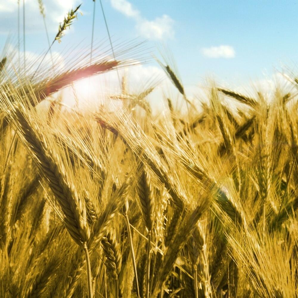 žonkylová farba