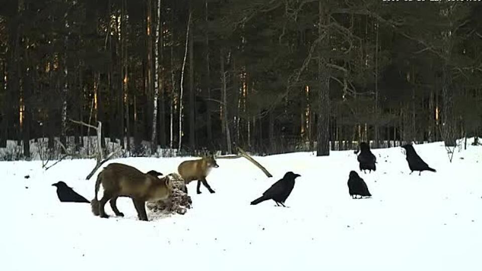 VIDEO Úchvatné zábery ktoré zachytila fotopasca, pozrite sa na to!