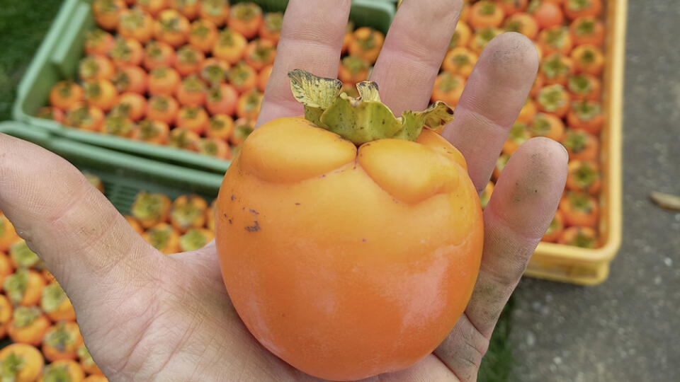 Hurmikaki