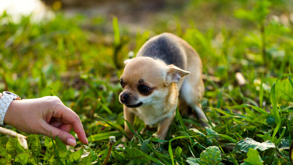 Little,Scared,Chihuahua,Dog,On,The,Background,Of,Green,Grass