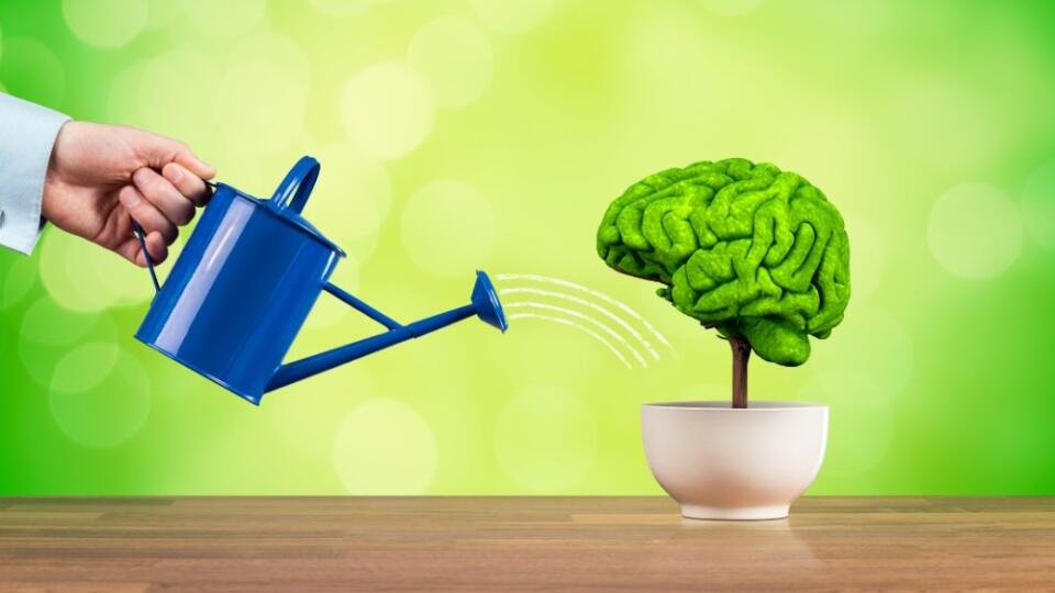 brain