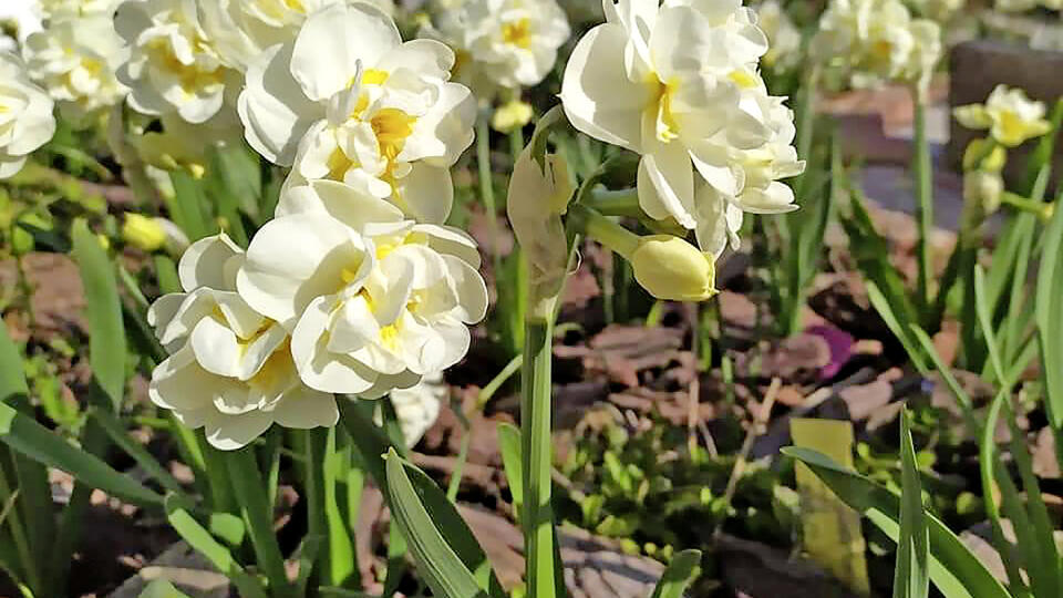 Plnokveté narcisy.