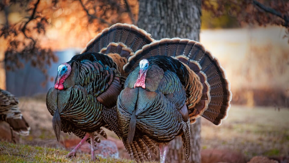 Two,Male,Turkeys,Strutting,On,Grassy,Meadow,With,Full,Feather