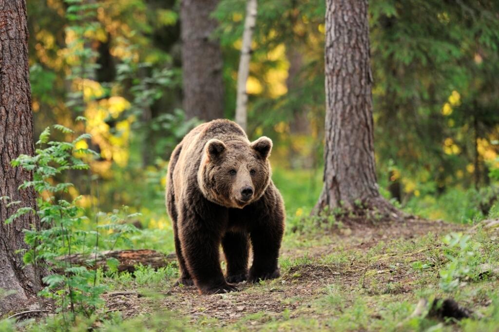 European,Brown,Bear,Walking,In,Forest