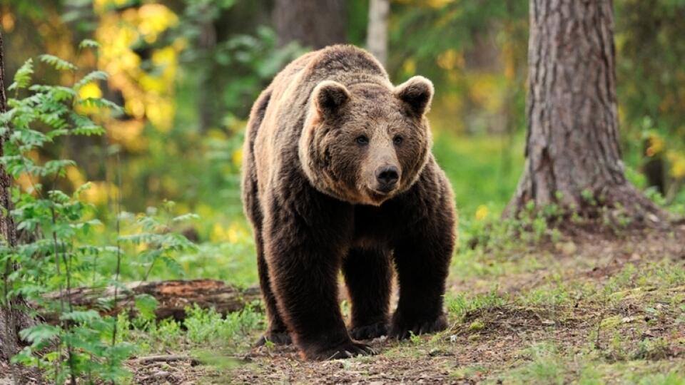 European,Brown,Bear,Walking,In,Forest