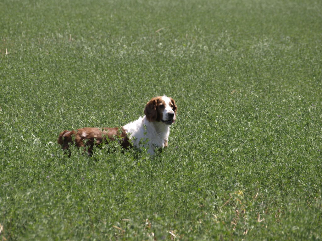 Welsh Springer Spaniel