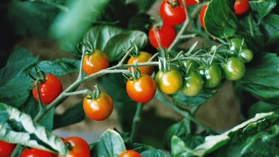 Závadné cherry rajčiny sa objavili na regáloch v českých Billách aj Kauflandoch.