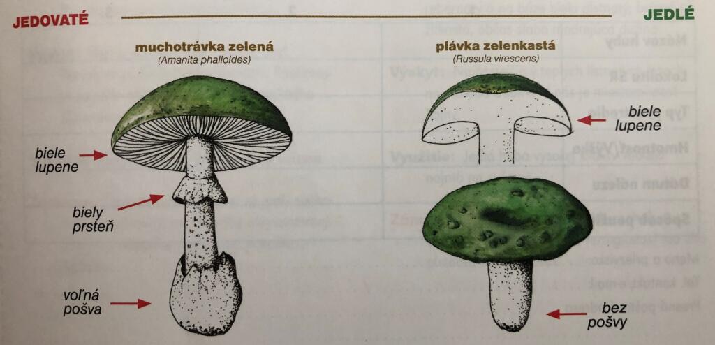 Nebezpečná podoba