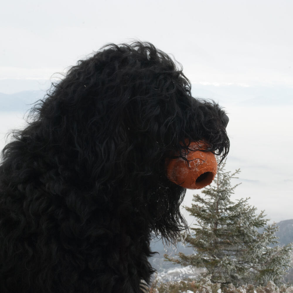 Black,Russian,Terier,Holding,The,Ball,,In,Mountains,,Deep,Snow,