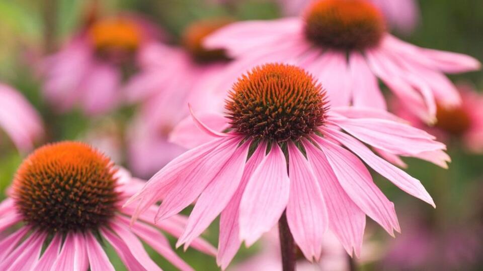 Echinacea