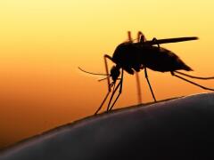 Máte v noci problém s lietajúcim hmyzom a s komármi? Vyskúšajte tento trik