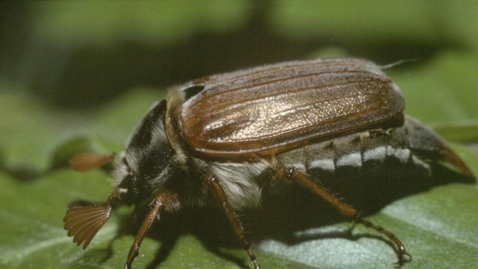 Июньский жук фото сравнение с майским