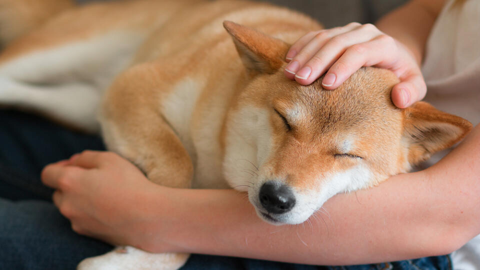 A,Woman,Petting,A,Cute,Red,Dog,Shiba,Inu,,Sleeping