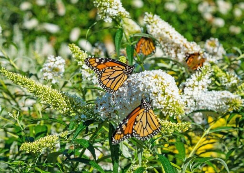 Buddleia