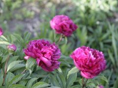 Kvety niektorých druhov pivoniek zbierajte v máji. Okrem ich krásy majú aj liečivé účinky!