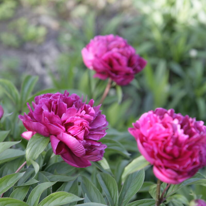 Kvety niektorých druhov pivoniek zbierajte v máji. Okrem ich krásy majú aj liečivé účinky!