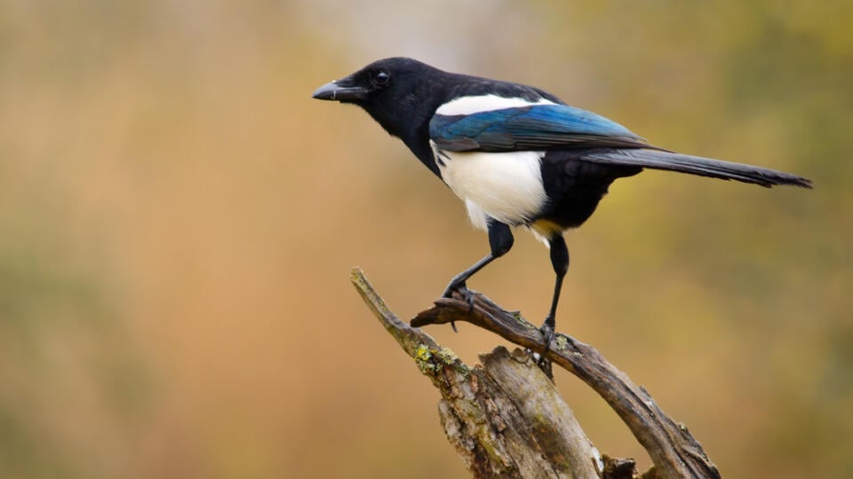 The,Eurasian,Magpie,Or,Common,Magpie,Or,Pica,Pica,Is