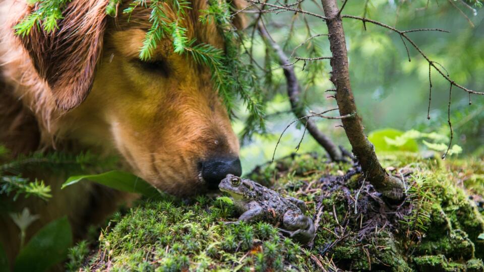 Dog looking at a toad it discovered in a forest