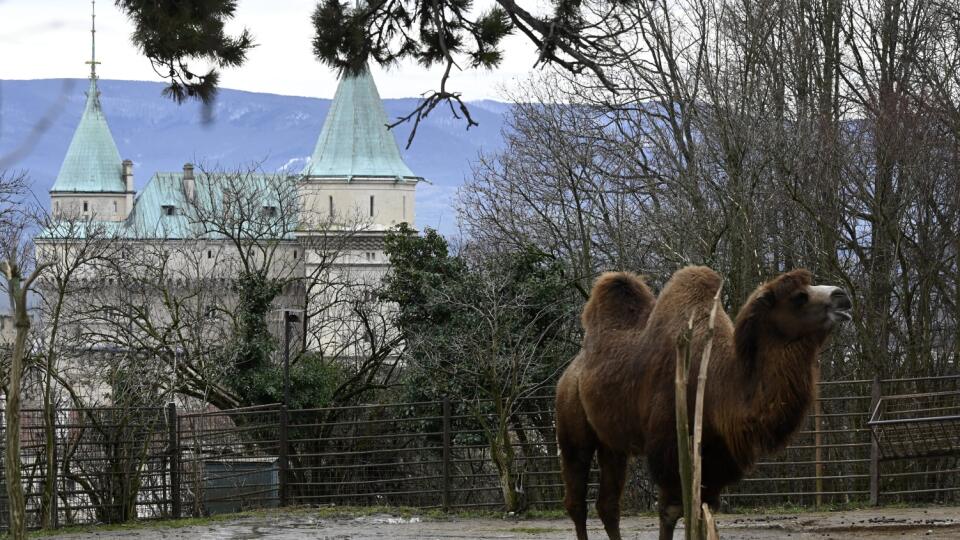 Národnú zoologickú záhradu v Bojniciach môžu navštíviť ľudia i v tomto zimnom období. Viacero, najmä exotických druhov zvierat dali ošetrovatelia zazimovať, návštevníci však môžu pozorovať levy či medvede, ktoré sa v zoo na zimný spánok neukladajú. Na snímke ťava a Bojnický zámok. FOTO TASR - Radovan Stoklasa, 9. februára 2021