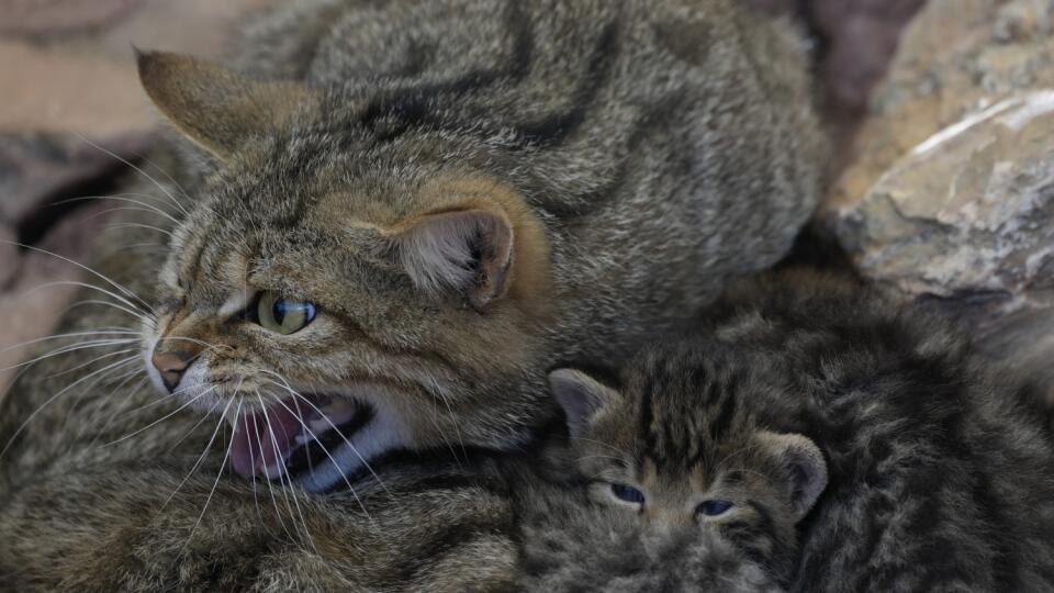 PK 12 Atény - Mačka divá európska si chráni mláďa v Zoologickej záhrade Attica v Spate neďaleko Atén, v pondelok 11. apríla 2022. Jedna zebra Böhmova, dva lemury kata, tri kengury červenokrké, štyri mačky divé európske a jedenásť diviakov lesných sa za posledných pár týždňov narodilo v Zoo Attica. FOTO TASR/AP
A European wildcat reacts as it covers their babies at the Attica Zoological Park, in Spata, east of Athens, on Monday, April 11, 2022. Two ring-tailed lemurs, one Grant's zebra, four Eu