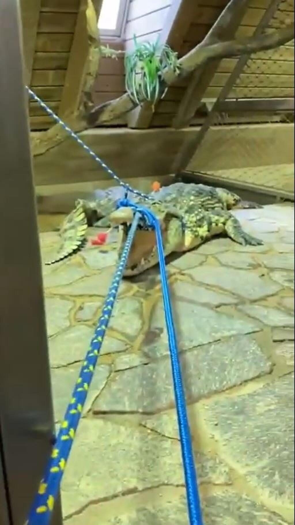 Krokodíly najprv museli za pomoci lán dostať do debien a nakoniec aj uspať.