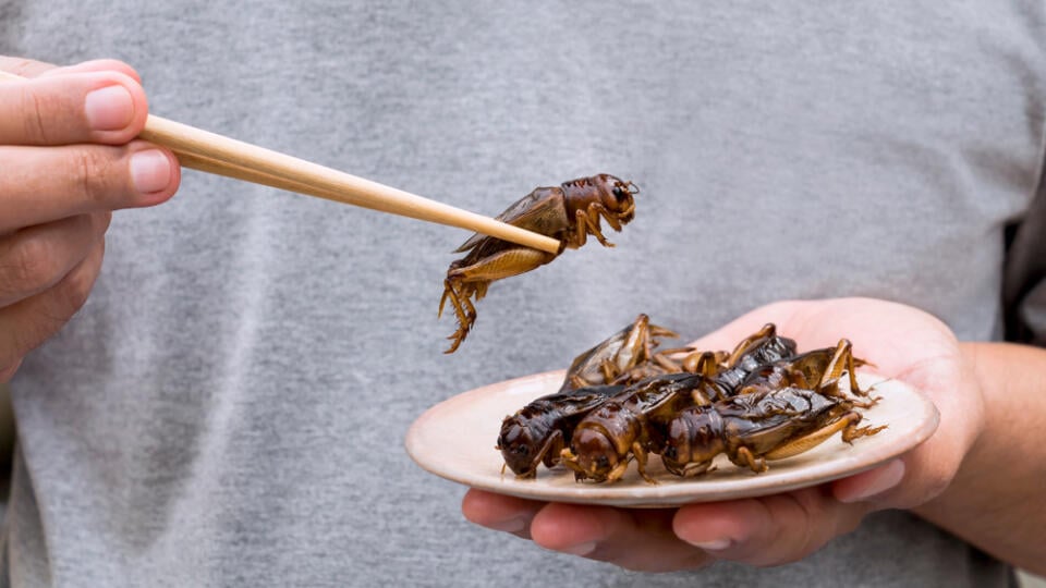 Man's,Hand,Holding,Chopsticks,Eating,Crickets,Insect,On,Plate.,Food